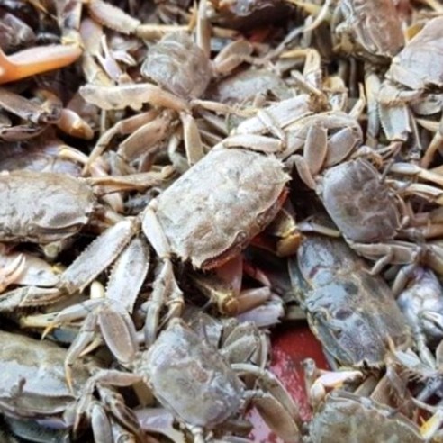 순천만 갯벌의 건강한 기운, 자연산 칠게로 식탁을 풍요롭게!