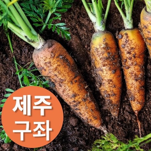 아삭 달큰한 제주 구좌 햇 당근, 1박스, 쥬스용 5kg