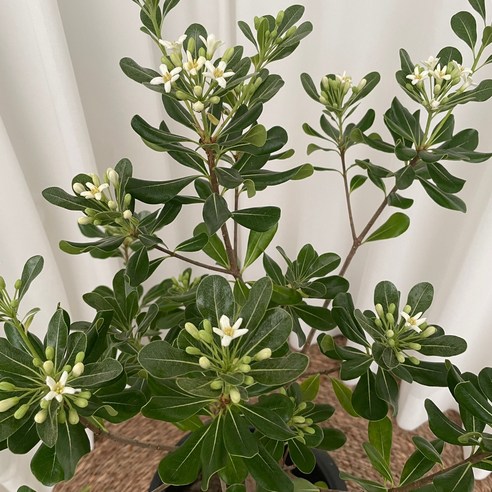 향기로 기억되는 특별한 공간, 만리향