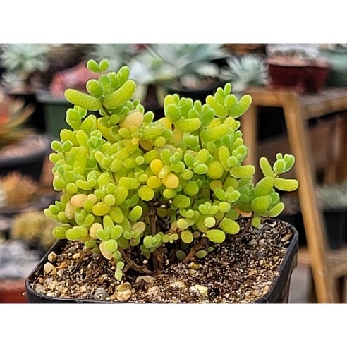 슈퍼글로보섬 자작나무 다육으로 당신의 공간에 특별한 생기를 더하세요.