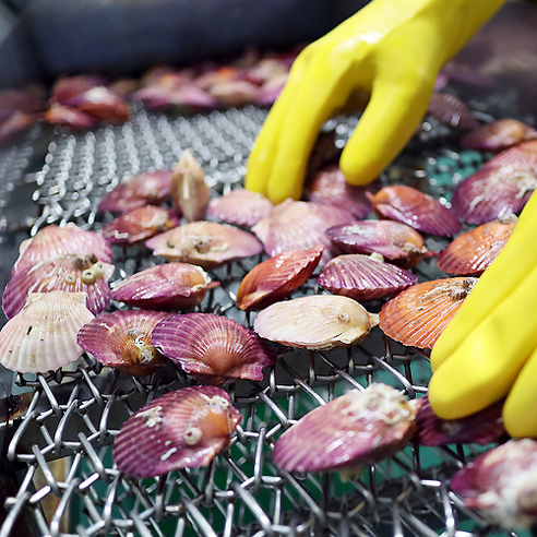 통영의 신선하고 깨끗한 제철 가리비, 초장 서비스로 풍부한 맛을 제공