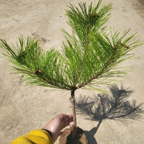 자연의 신비를 간직한 황금소나무