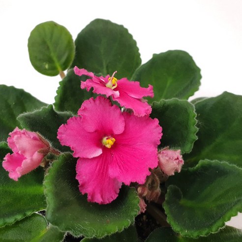 아프리칸 바이올렛으로 일상에 싱그러움을 더하세요!