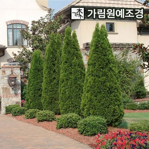 에메랄드그린 키80cm분 나무 묘목 가림원예조경, 1개
