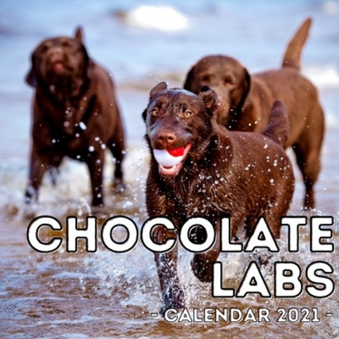 (영문도서) Chocolate Labs Calendar 2021: 16-Month Calendar Cute Gift Idea For Labrador Retriever Lovers... Paperback, Independently Published, English, 9798502617581