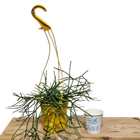 립살리스 행잉 하나로, 삭막한 공간을 싱그럽게!