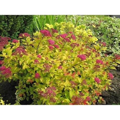 황금조팝나무로 완성하는 나만의 작은 낙원