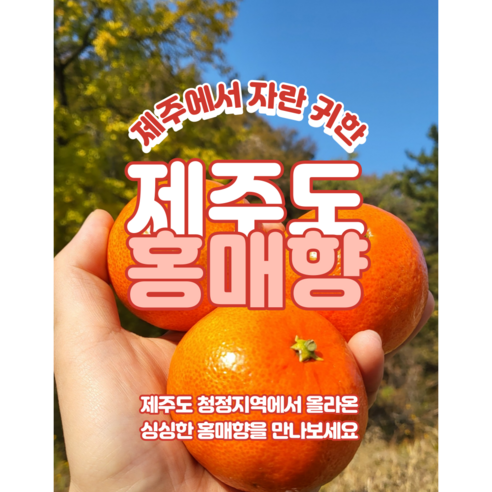 홍매향 제주도 홍매향 홍미향 동백향 미하야 귤 3kg 관렴상품 및 후기모음