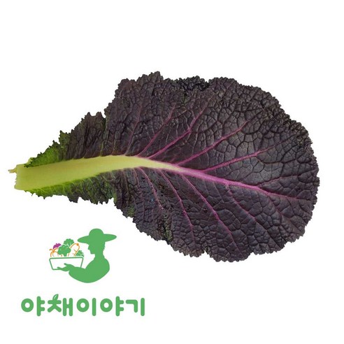 야채이야기 싱싱한 적겨자 2kg (1.8kg - 2kg) 적 겨자잎, 1박스, 2kg