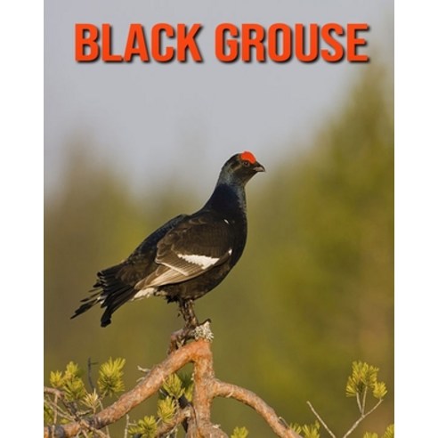 Black Grouse: Incredible Pictures and Fun Facts about Black Grouse Paperback, Independently Published, English, 9798693978072