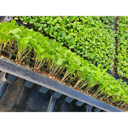 싱싱한 루꼴라, 이제 집에서 키워 풍성하게 즐기세요!