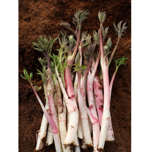 향긋한 땅두릅 500g,1kg,2kg 재배농가 건강한 봄을 맛 보세요