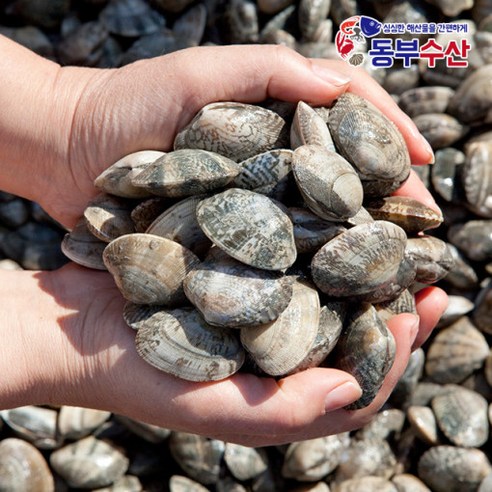 동부수산 바지락제철 활 바지락 1kg - 바지락 | 쿠팡