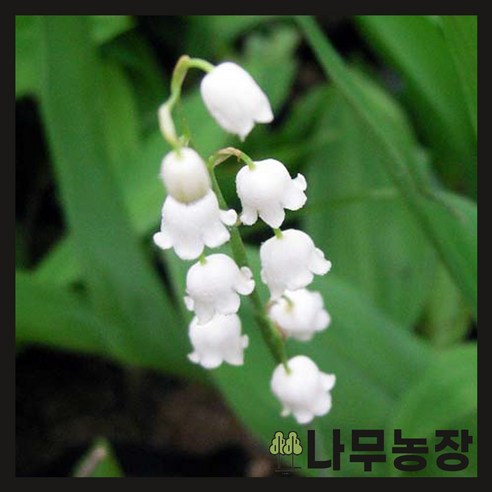 삭막한 일상에 찾아온 작은 숲, 야생화 은방울꽃으로 싱그러움을 더하세요 은방울꽃