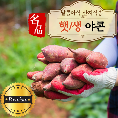 산지직송 생 햇 야콘 3kg 5kg 10kg 특품 즙용 생식, 1개