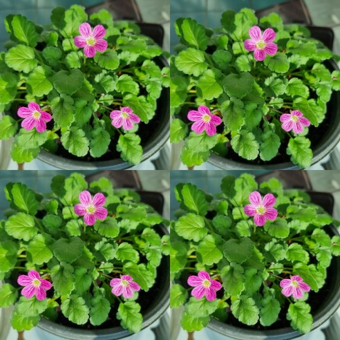 삭막한 베란다에 봄을 들이세요! 풍로초 노지월동 모종으로 완성하는 나만의 정원 풍로초