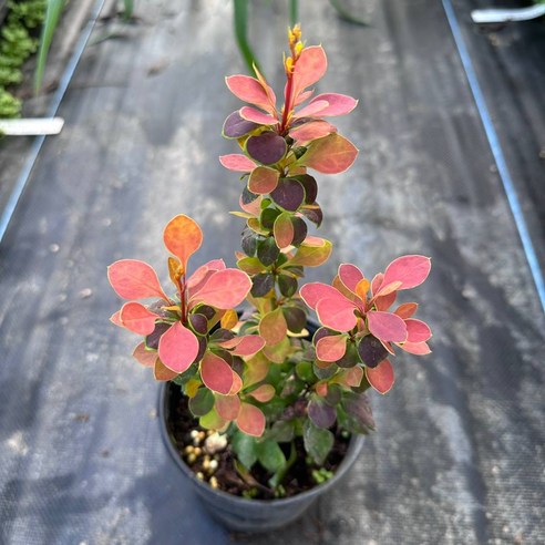 정원의 햇살을 담은 오렌지빛 향연, 매자나무 '오렌지 선라이즈'