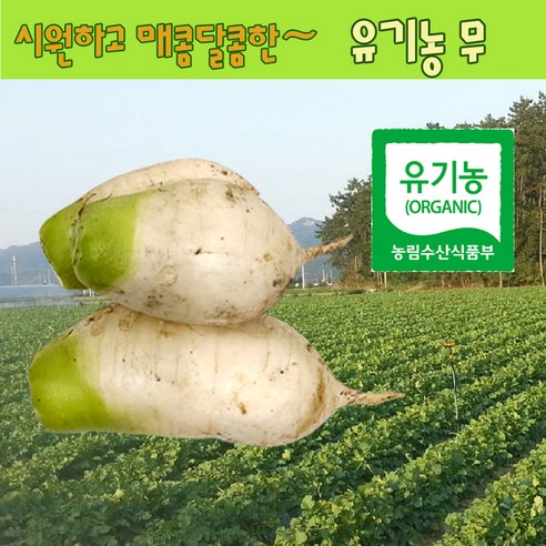 무 유기농 무 봄무 2kg, 16kg, 4개