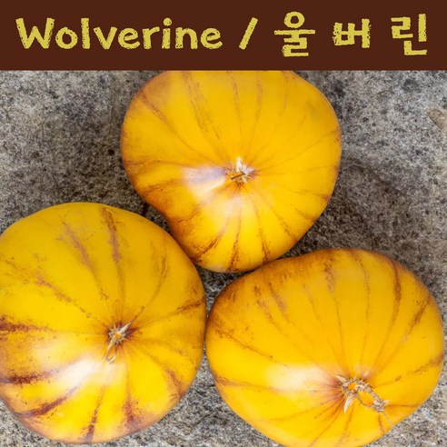 Wolverine 울버린 달콤한 Heirloom 희귀토마토 가보 토마토 교육용 체험용세트