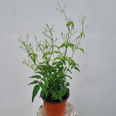 좁은 공간에 싱그러움을 더하는 향긋한 학자스민 소품