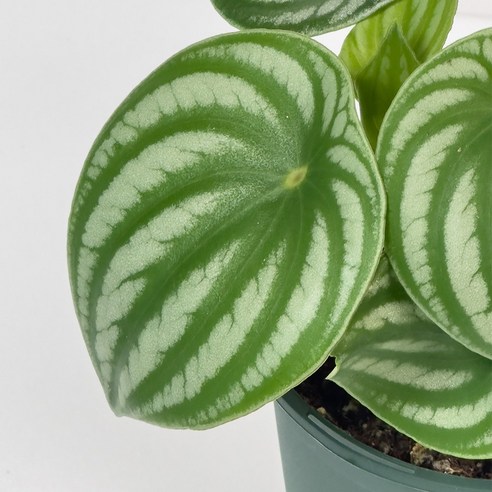 수박 닮은 싱그러움, 칙칙한 내 방에 행복을 심다