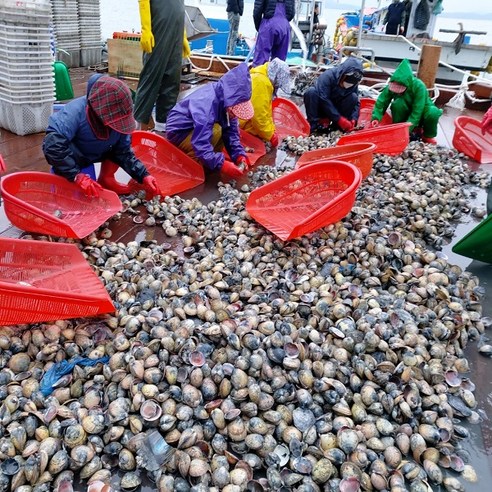 자연산 여수 새조개: 신선하고 맛있고 다목적