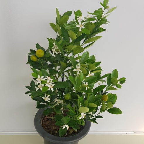 유주나무 하나로 삭막한 공간에 싱그러운 활력을!