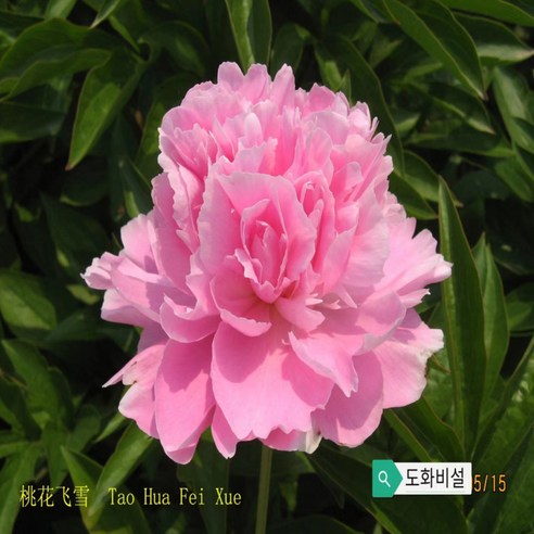 같이가치농원 겹꽃작약 (도화비설) 개화주, 1개