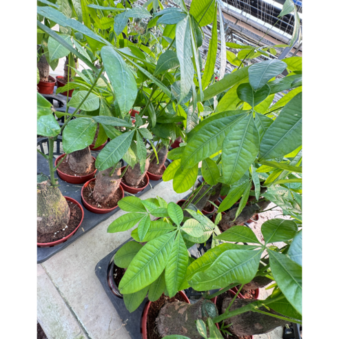 파키라: 가정의 공기 청정과 아름다움 향상을 위한 완벽한 조화