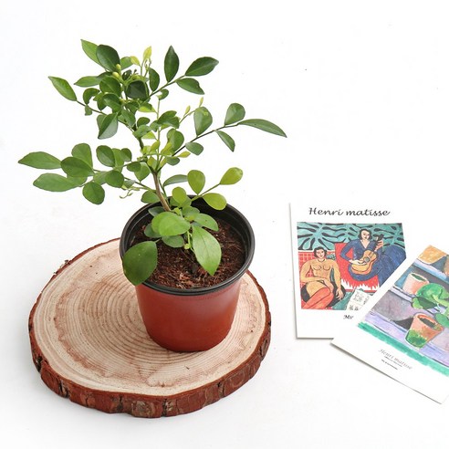 향긋한 오렌지 향으로 일상에 활력을 더하다