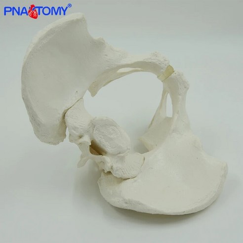 실물 크기 남성 골반 모델 뼈 이치움 일륨 및 푸비스 천골 미골 심증 인간 골격 의료 도구