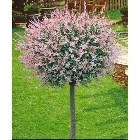 삭막한 베란다, 핑크빛 생기를 불어넣다: 플라밍고셀릭스, 나만의 작은 정원을 꿈꾸다 화이트핑크셀릭스