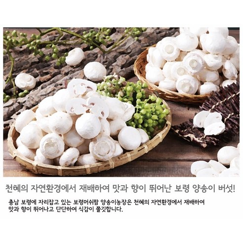 보령머쉬팜 gap인증, 양송이버섯500g, 1개