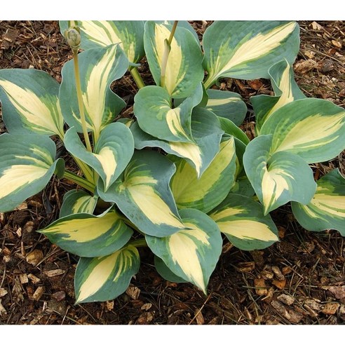 호스타 드림퀸으로 꿈결처럼 아름다운 정원을 완성하세요.