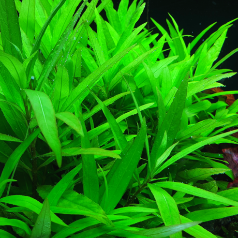 수초의 매력, 자연의 생명력을 담다 – 뉴 라지리프 하이그로필라 하이그로필라