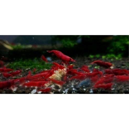 🦐🦐🦐 "물멍"의 품격을 높여줄 블러드메리 새우, 정말 괜찮을까? 꼼꼼 분석! 애완새우