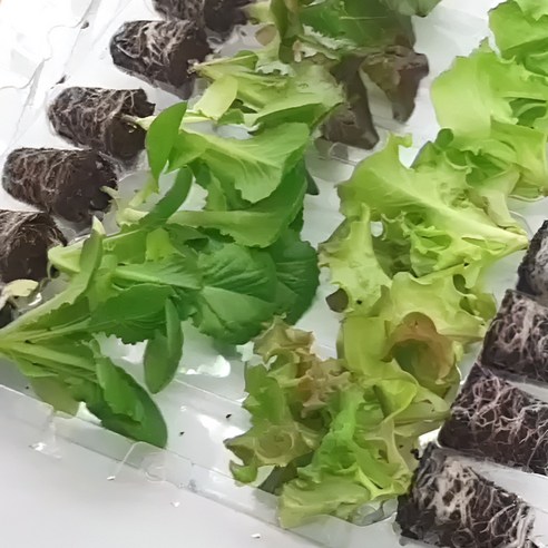 텃밭 초보도 금손 되는 마법? 파머시카 유럽상추 모종 세트 솔직 후기 유럽상추모종