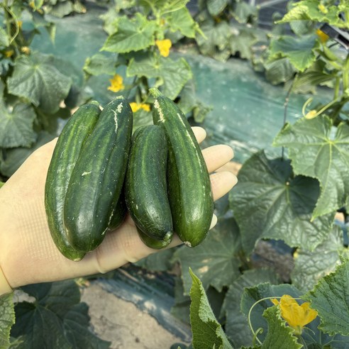 수분 가득 못난이 미니오이 피클 오이지 스낵 제철 간식용 1.5kg 3kg 5kg