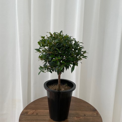 삭막한 일상에 싱그러움을 더하는 피어리스 외목대 토피어리