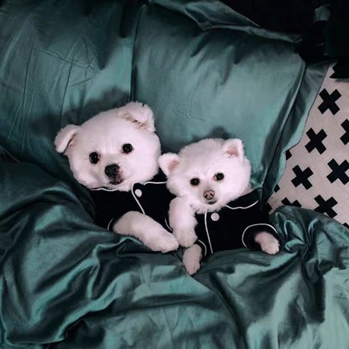 버닝오스 실크 잠옷 파자마 강아지 고양이 실내복 셔츠, 블랙, 1개