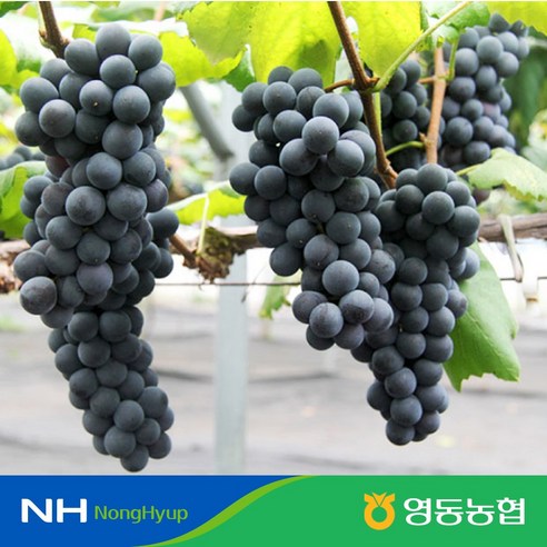 [영동농협] 영동 캠벨포도 1kg (3~5송이), 1개