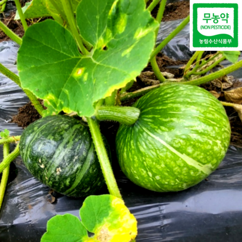 무농약 제주 미니 단호박 밤호박 보우짱 15kg, 중(75개 전후), 확인
