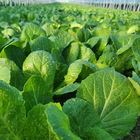 신선한 돌산갓으로 집에서 즐기는 다채로운 갓 요리