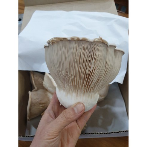 신선한 산지직송 무농약 설원버섯으로 건강한 식탁 만들기 설원버섯