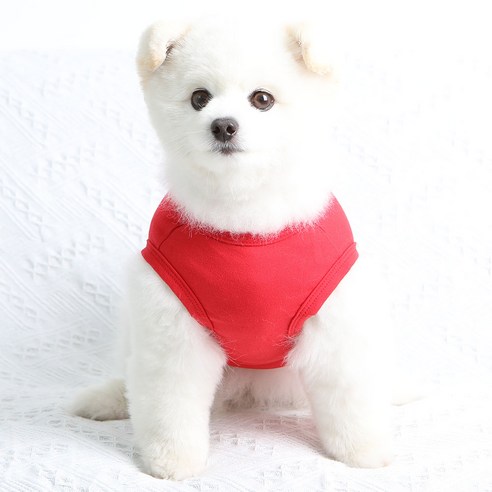 반려견을 위한 필수 패션 아이템