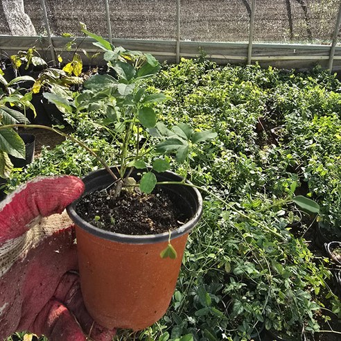 아름다움이 가득한 슈퍼으름나무로 정원과 집안을 화사하게 꾸며보세요