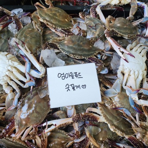 국내산 제철 활 숫꽃게 1kg 꽃게 인천 연평도 신진도