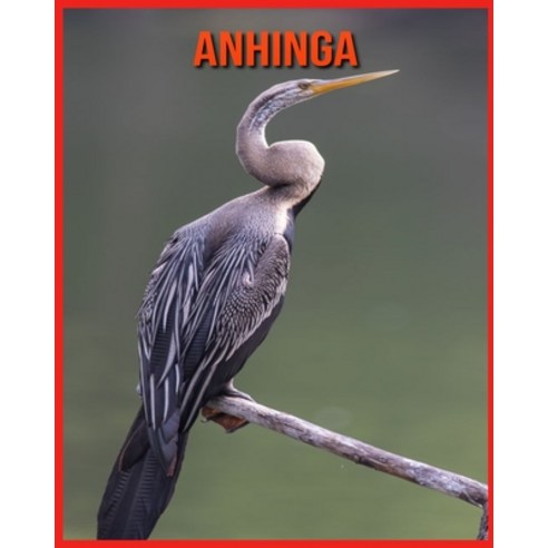 Anhinga: Learn About Anhinga and Enjoy Colorful Pictures Paperback, Independently Published, English, 9798706636715