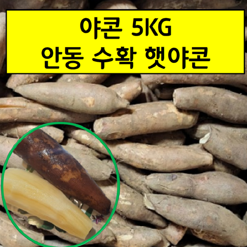 야콘5KG 안동야콘 땅속과일, 1개