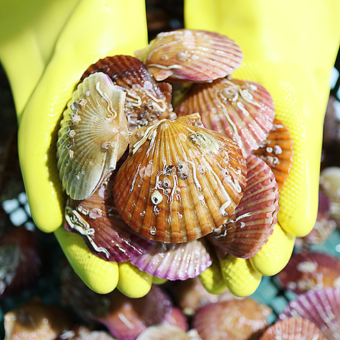 통영의 신선하고 깨끗한 제철 가리비, 초장 서비스로 풍부한 맛을 제공